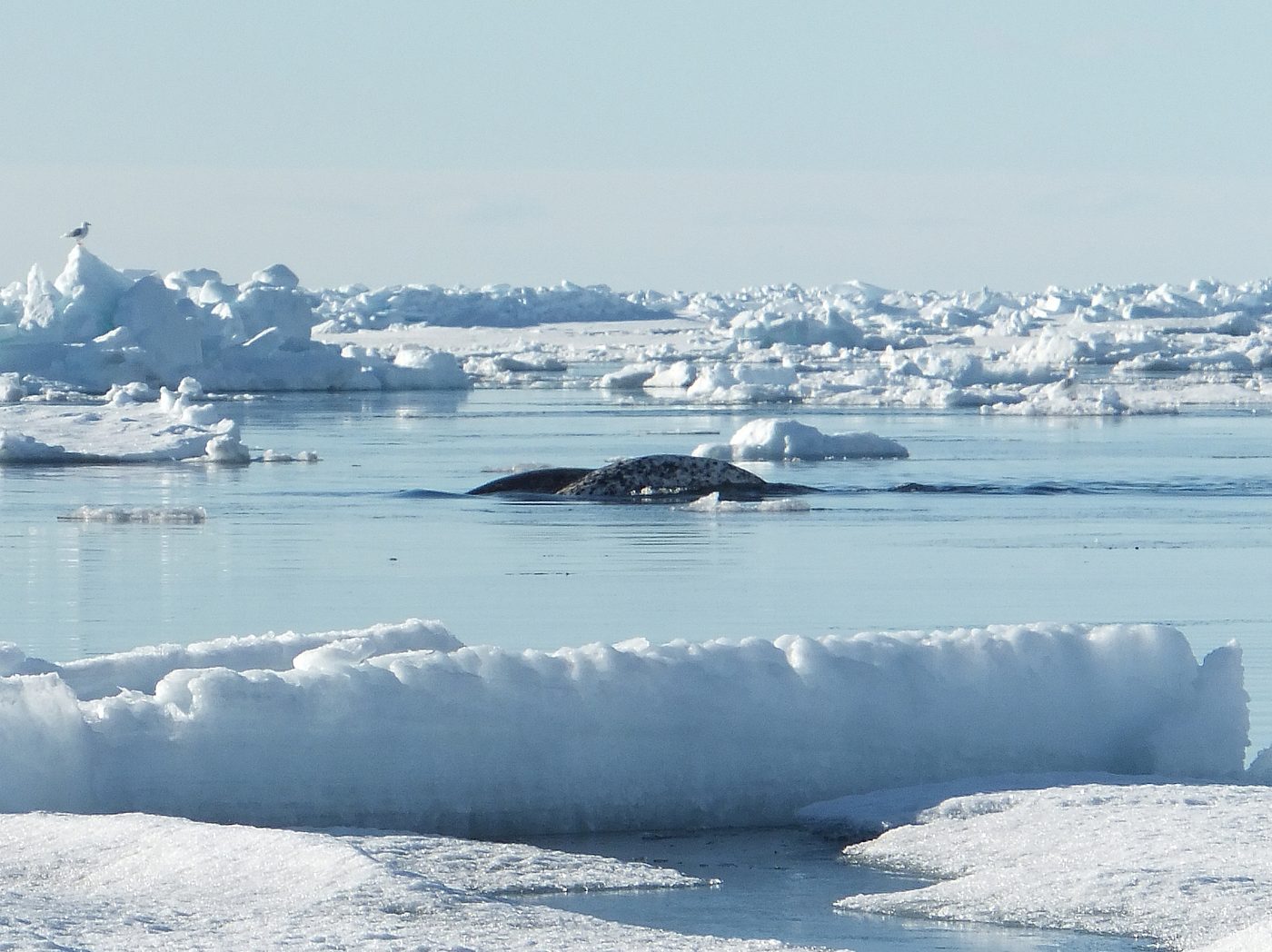 A narwhal surfacing at the Arctic ice edge