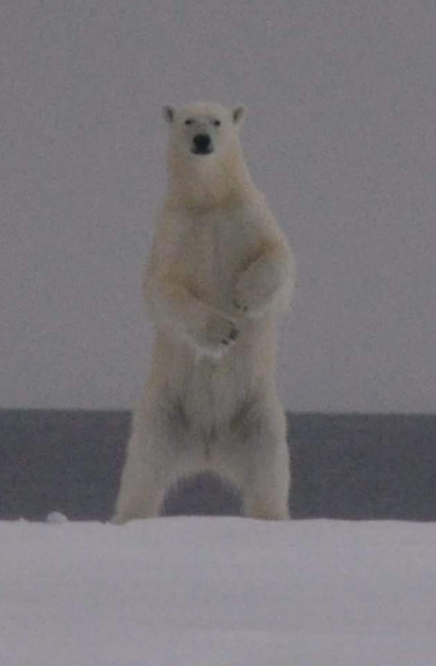 A polar bear on the sea ice near Qikiqtarjuaq, Baffin Island