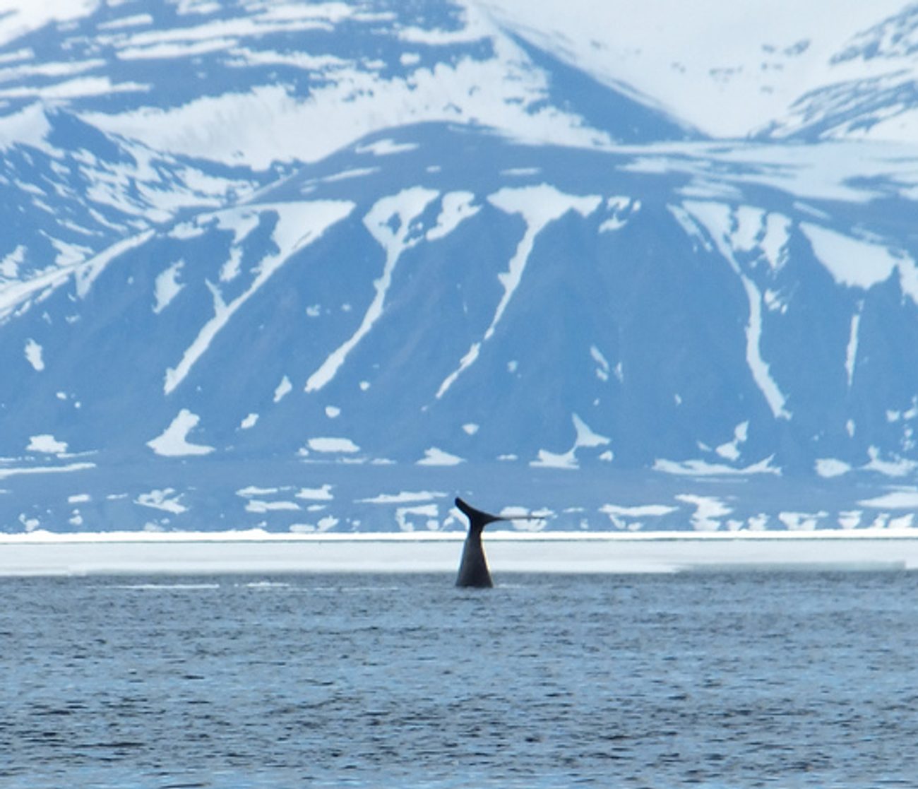 A bowhead whale raising its tail at the ice edge off Bylot Island, north Baffin