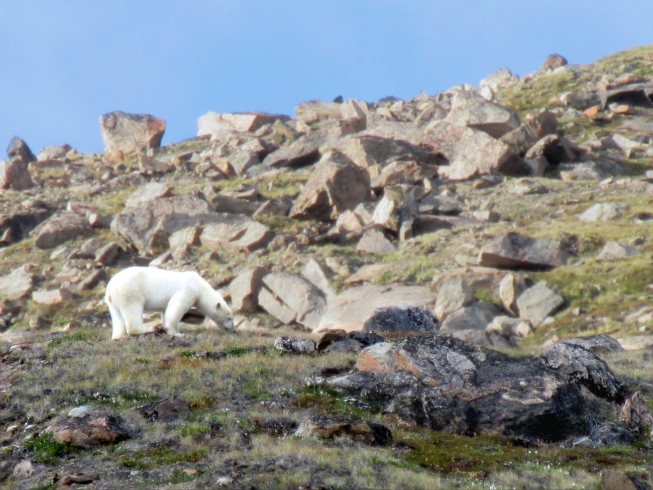 A polar bear crossing the summer tundra of northern Baffin Island